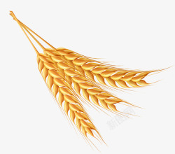 麦穗图标素材金色农作物麦穗图标高清图片
