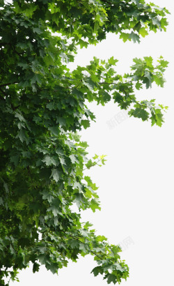 绿色枫叶免抠绿色茂密树枝高清图片