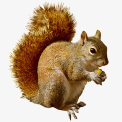 棕色松子素材松鼠动物高清图片