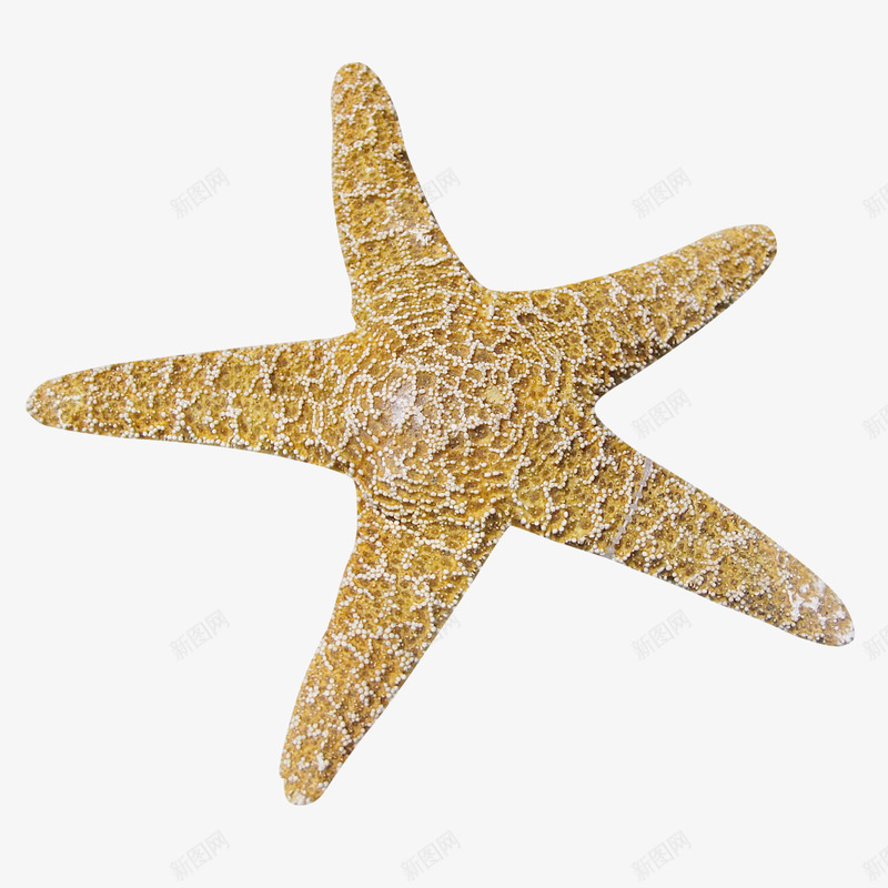 漂浮海星黄色图案png免抠素材_新图网 https://ixintu.com 沙滩图案 海元素 海星 海星图案