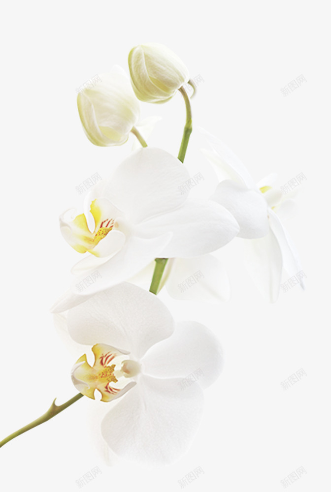 纯白色花朵花骨朵png免抠素材_新图网 https://ixintu.com 纯白 色花朵 花骨朵