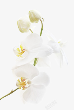纯白色花朵花骨朵素材