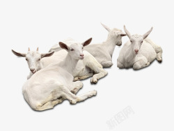 羊群四只卧着的白山羊高清图片