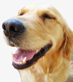 牙齿笑脸一直大笑的宠物狗高清图片