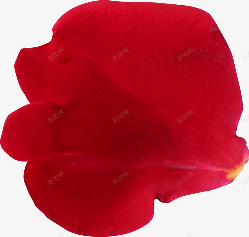 红色玫瑰png免抠素材_新图网 https://ixintu.com 一片花瓣免费下载 玫瑰 玫瑰花瓣 红色花瓣 花瓣