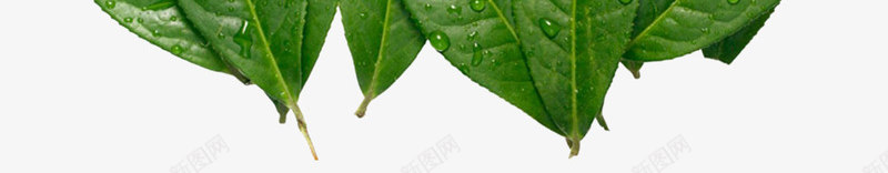 水珠树叶png免抠素材_新图网 https://ixintu.com 叶子水滴 带水珠的树叶 植物学 水珠 清新 自然植物 雨滴