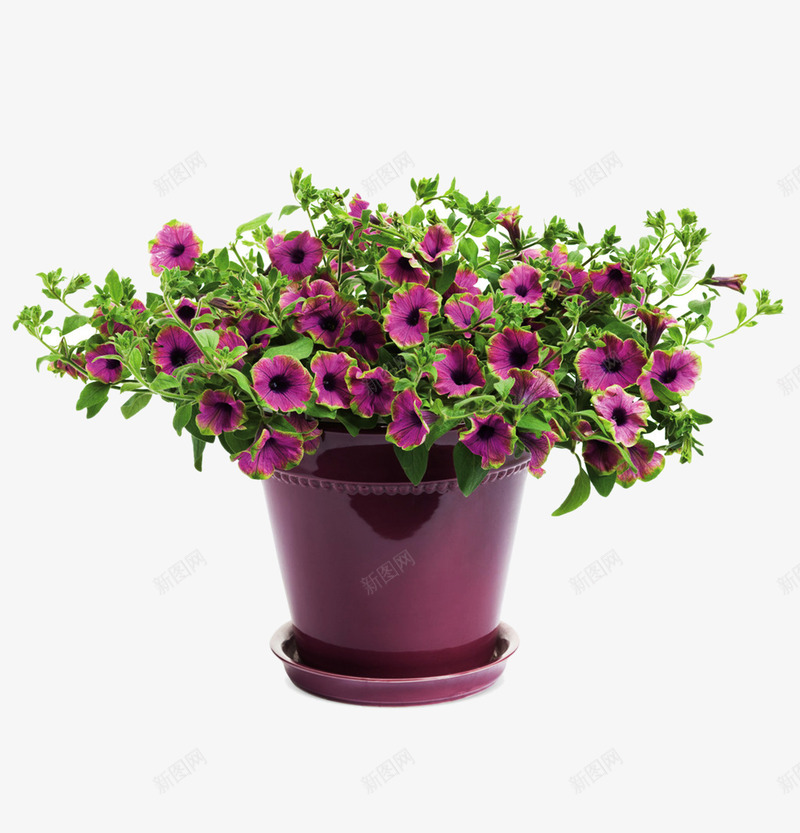 一盆紫色花png免抠素材_新图网 https://ixintu.com PNG图形 PNG装饰 植物 盆栽 花朵 装饰