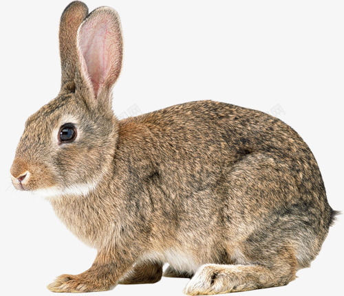野兔png免抠素材_新图网 https://ixintu.com 兔 兔宝宝 动物 生物 野生