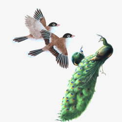 孔雀喜鹊动物鸟类素材