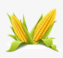 高清白色玉米仿真农产品蔬菜高清图片