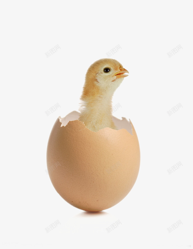 孵出小鸡png免抠素材_新图网 https://ixintu.com 孵出 小鸡 生命 鸡蛋 鸡蛋壳