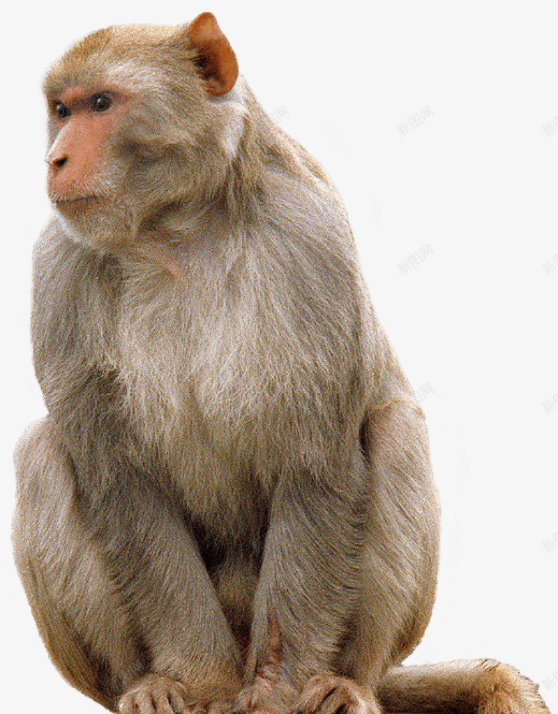 一只猴子png免抠素材_新图网 https://ixintu.com 动物 动物世界 动物园 实物 猴子 猴子免扣 生物