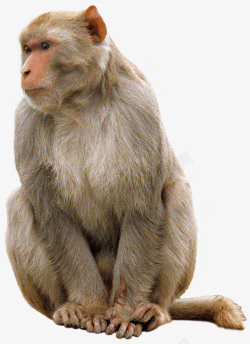 猴子免扣PNG一只猴子高清图片