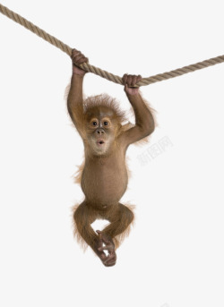 挂在绳子上的山楂挂在绳子上的猩猩高清图片