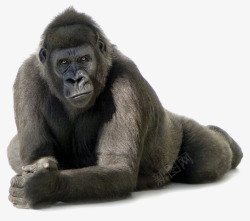 大猩猩矢量黑色猩猩高清图片