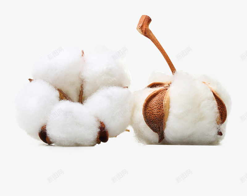 成熟的白棉花png免抠素材_新图网 https://ixintu.com 成熟 棉花