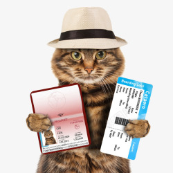 签证拿签证的猫咪高清图片