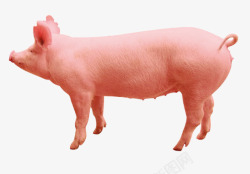野生小动物农家大猪高清图片