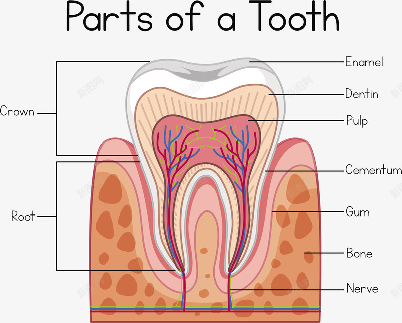 牙齿结构矢量图eps免抠素材_新图网 https://ixintu.com 牙齿 牙齿PNG 牙齿形状 牙齿解剖 矢量牙齿 解剖结构 矢量图