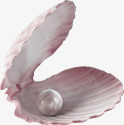 粉色贝壳粉色唯美扇贝珍珠案高清图片