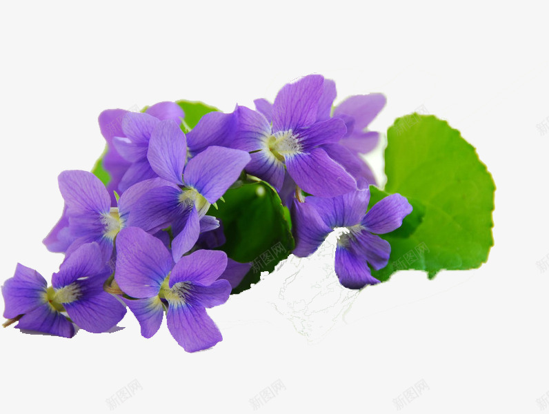 绽放的紫罗兰png免抠素材_新图网 https://ixintu.com 叶子 手绘 手绘紫罗兰 植物 紫罗兰 紫色 美丽 花朵 芳香