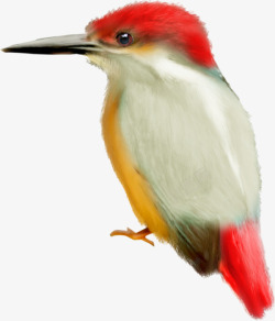 彩绘彩色小鸟啄木鸟素材