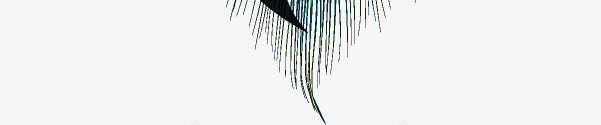 美丽的羽毛幻影图png免抠素材_新图网 https://ixintu.com 孔雀 幻象 手绘图 桔梗 漂亮的 美丽的 羽毛