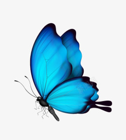 美丽蓝色的孔雀静态美丽蓝色蝴蝶高清图片