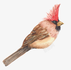 红雀鸟手绘红雀高清图片