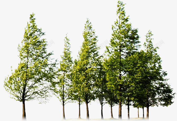绿色杨树林png免抠素材_新图网 https://ixintu.com 一排树 杨树林 素材 绿色