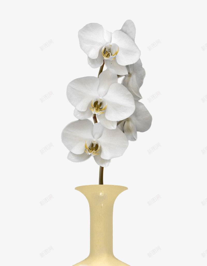 花瓶和花png免抠素材_新图网 https://ixintu.com 一枝花 七叶 植物 白色的花 花 花朵 花束 花瓶 花瓶装饰
