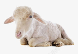 生物可爱的小羊高清图片