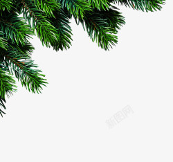 松树圣诞树花松树枝叶装饰高清图片