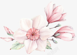 玉兰花粉色手绘粉色花朵玉兰花高清图片