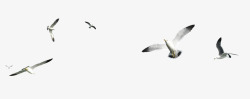 楦甸笩海鸥高清图片