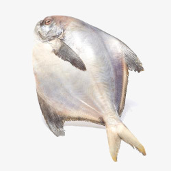 海产鲳鱼素材