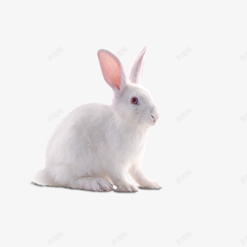 一只小白兔png免抠素材_新图网 https://ixintu.com 小白兔 兔子 养殖 动物 可爱 哺乳动物 中秋节 产品实物