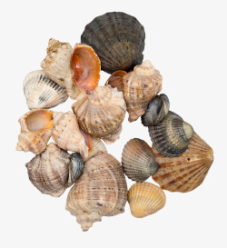 贝壳集合素材贝壳集合高清图片