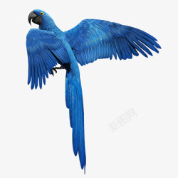 心形与蓝色小鸟手绘蓝色羽毛漂浮小鸟高清图片