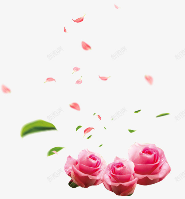 精美粉红色玫瑰与花瓣psd免抠素材_新图网 https://ixintu.com 一堆花瓣 免抠 免抠图 玫瑰 玫瑰花 粉红色 精美 花 花朵 花瓣 鲜花