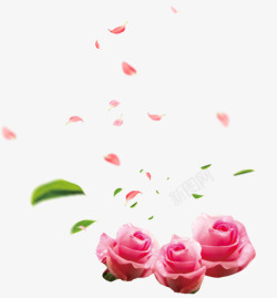 一堆花瓣精美粉红色玫瑰与花瓣高清图片