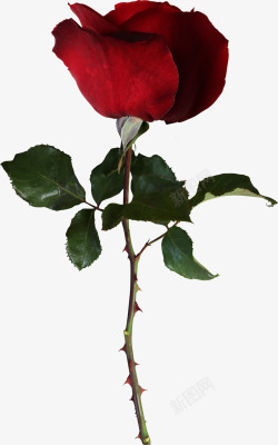 带刺的铁丝红色玫瑰高清图片