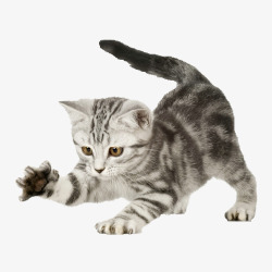 宠物活体免抠小花猫高清图片