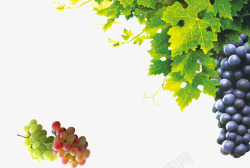 美味青核桃葡萄和葡萄藤高清图片