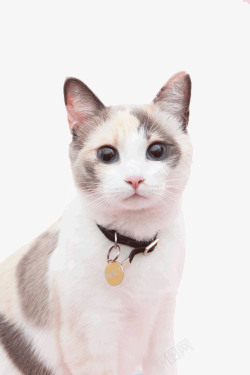 可爱铃铛带铃铛的猫咪高清图片