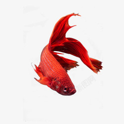 大金鱼红色金鱼高清图片