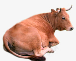 卧地卧坐的黄牛高清图片