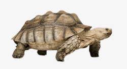 最古老的爬行动物鳄龟实物素材