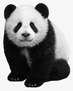 保护可爱的大熊猫高清图片