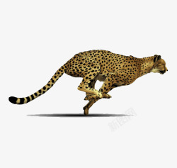 非洲野生动物飞奔的花豹高清图片